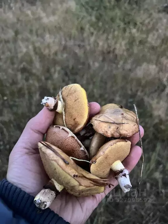 Дом в Нижегородская область, Шатковский муниципальный округ, Сосновый ... - Фото 2