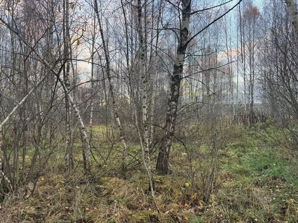 Участок в Московская область, Богородский городской округ, д. Пашуково ... - Фото 1