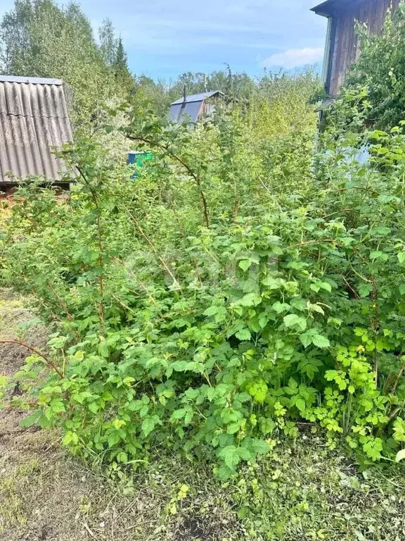 Участок в Тюменская область, Тюмень Ривьера садовое товарищество, ул. ... - Фото 1