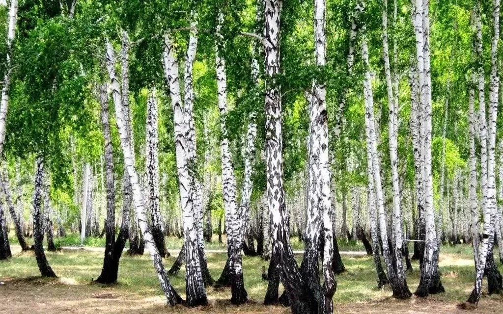 Участок в Омская область, Омский район, Новотроицкое с/пос, с. ... - Фото 0