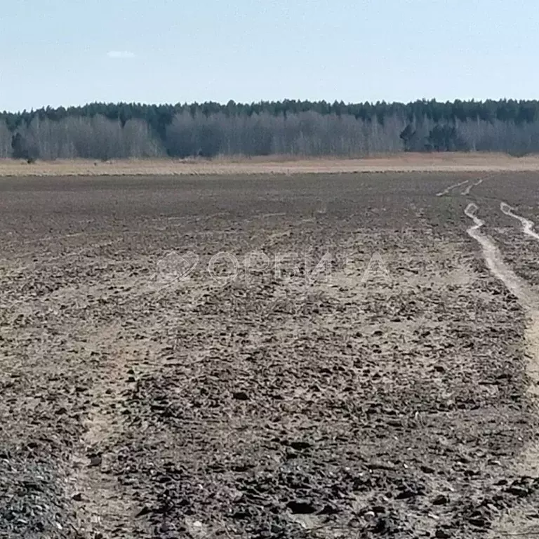 Участок в Тюменская область, Тюменский муниципальный округ, с. Чикча  ... - Фото 2