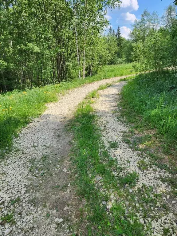 Участок в Ленинградская область, Лужский район, Толмачевское городское ... - Фото 2