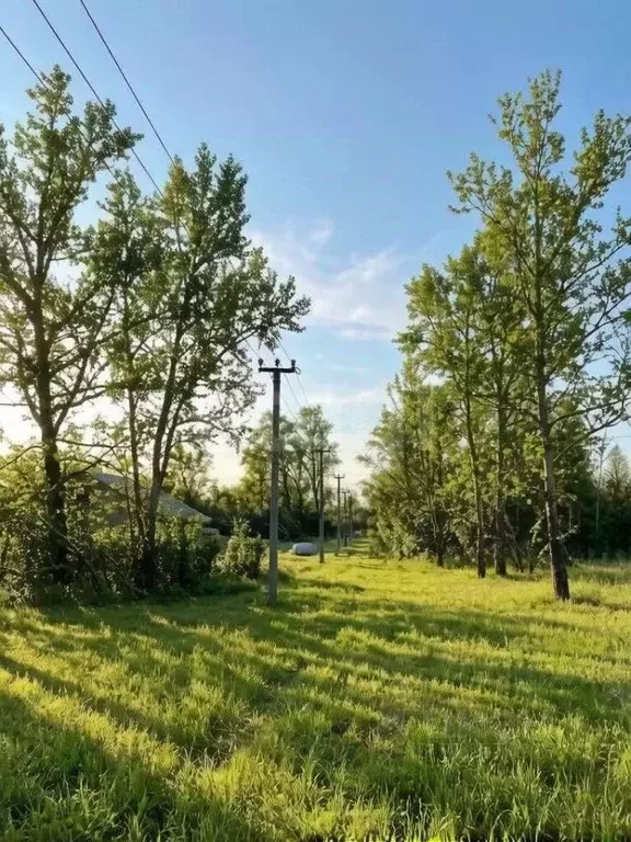 Участок в Алтайский край, Первомайский район, с. Березовка ул. Гоголя, ... - Фото 1