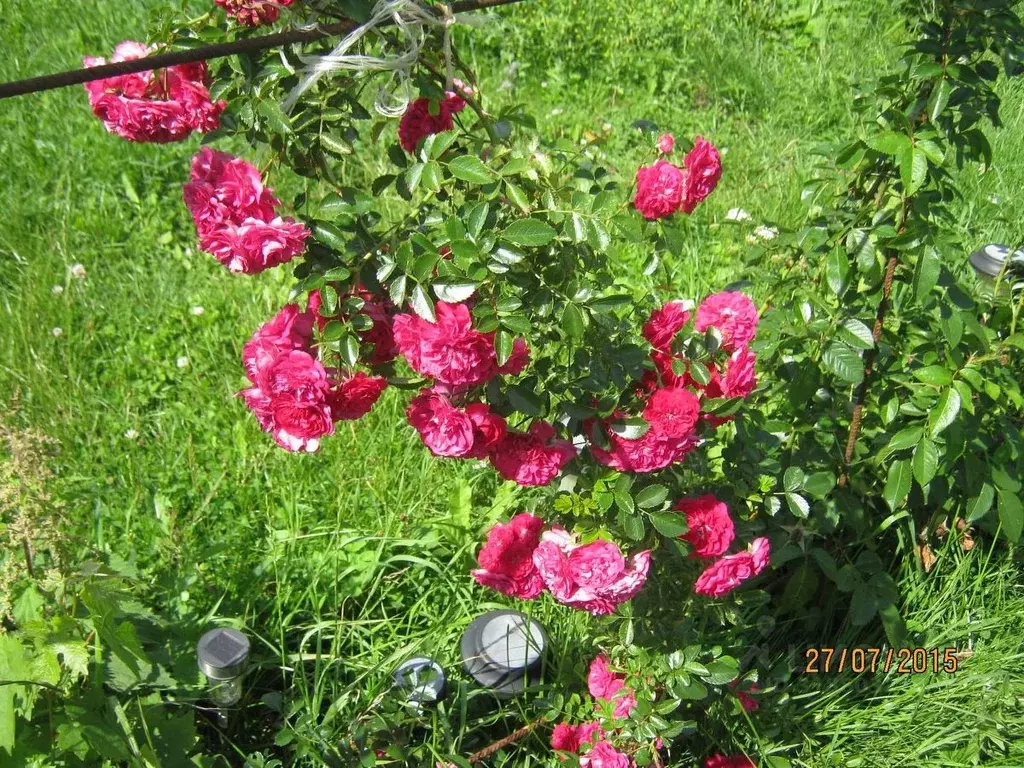 Участок в Калининградская область, Багратионовский муниципальный ... - Фото 2