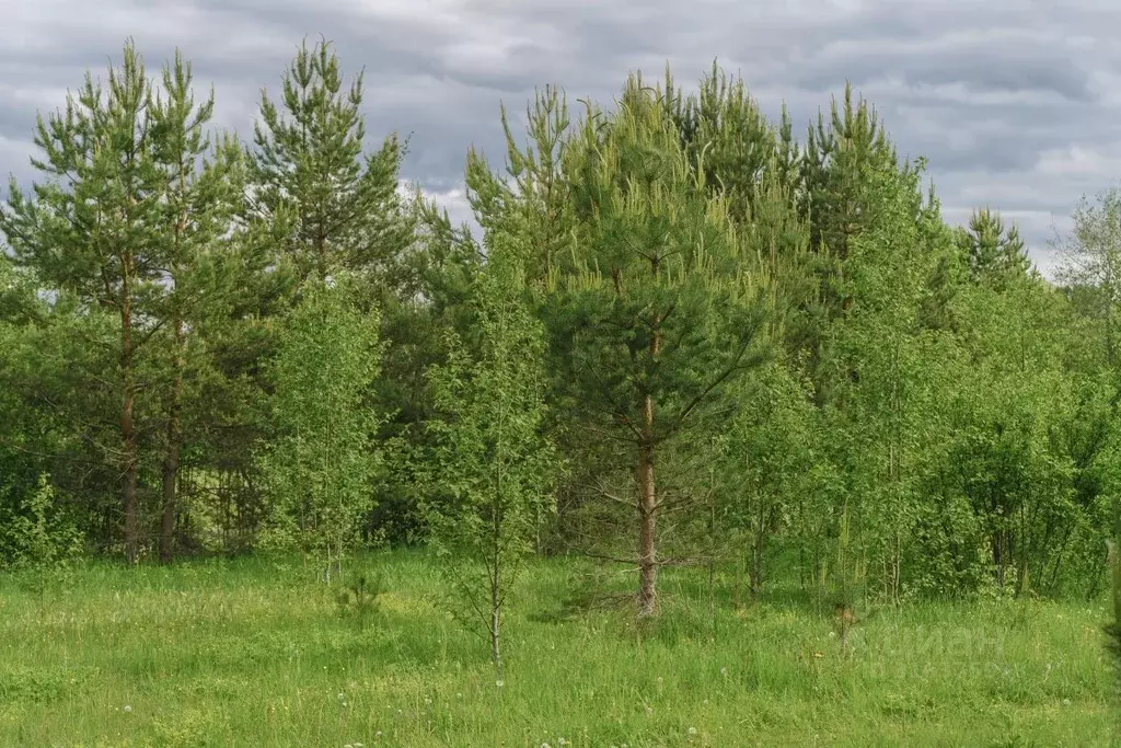 Участок в Ленинградская область, Всеволожский район, Лесколовское ... - Фото 1