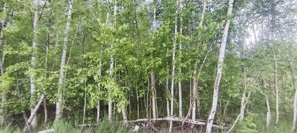 Участок в Московская область, Шатура ул. Тихая, 18 (12.0 сот.) - Фото 1