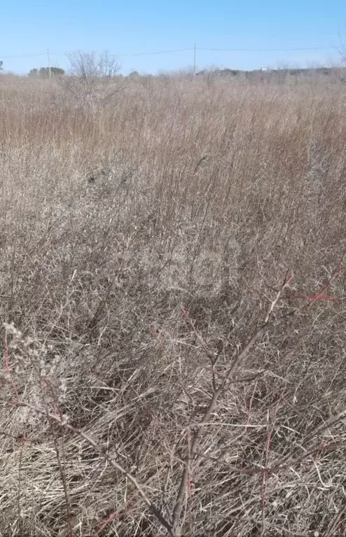 Участок в Амурская область, Благовещенский район, пос. Заречный  ... - Фото 2