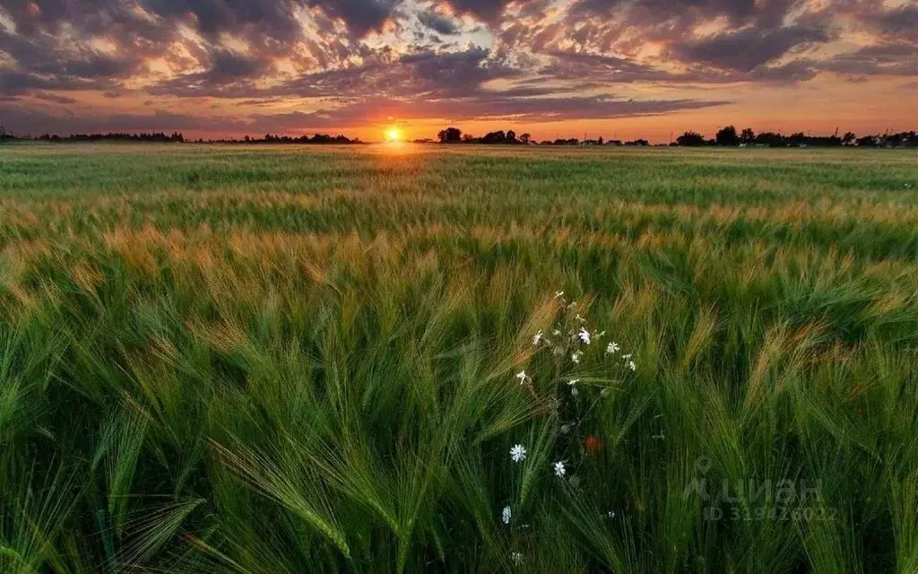 Участок в Оренбургская область, Бузулукский район, с. Сухоречка ... - Фото 2