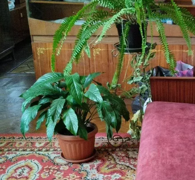 Комната Крым, Симферополь ул. Оленчука, 33 (10.0 м) - Фото 2