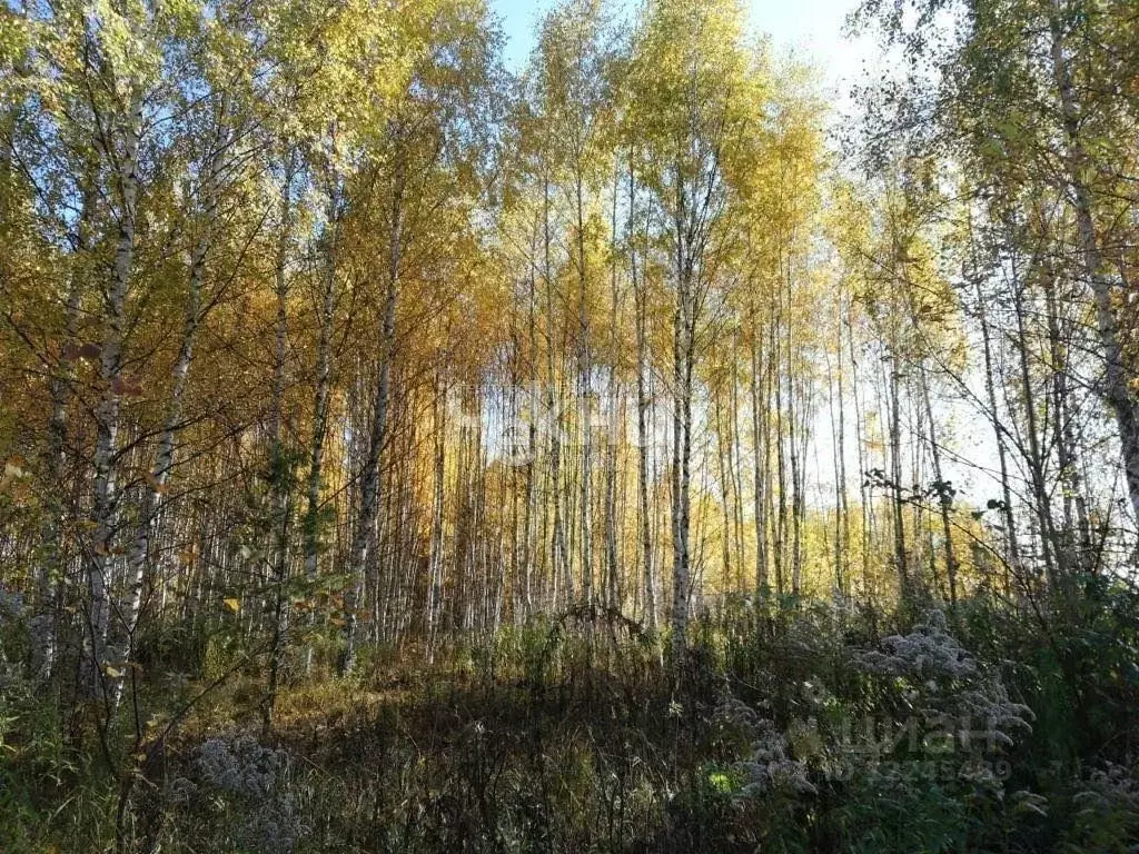 Участок в Нижегородская область, Бор городской округ, д. Марково 22 ... - Фото 0