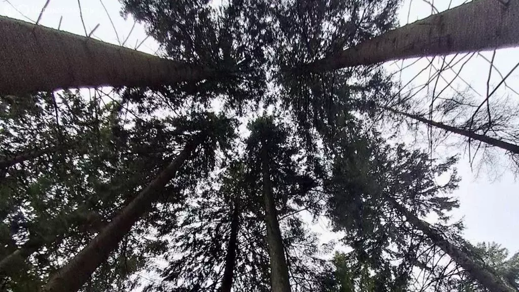 Участок в посёлок Румянцево, улица Красная Горка, 65 (10 м) - Фото 2