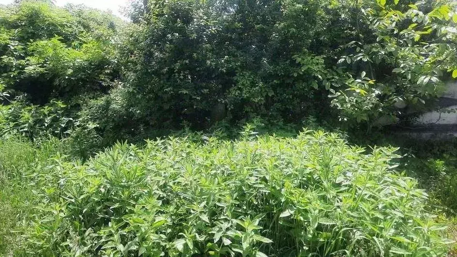 Участок в Кабардино-Балкария, Чегемский район, с. Нартан ул. Ленина, ... - Фото 1