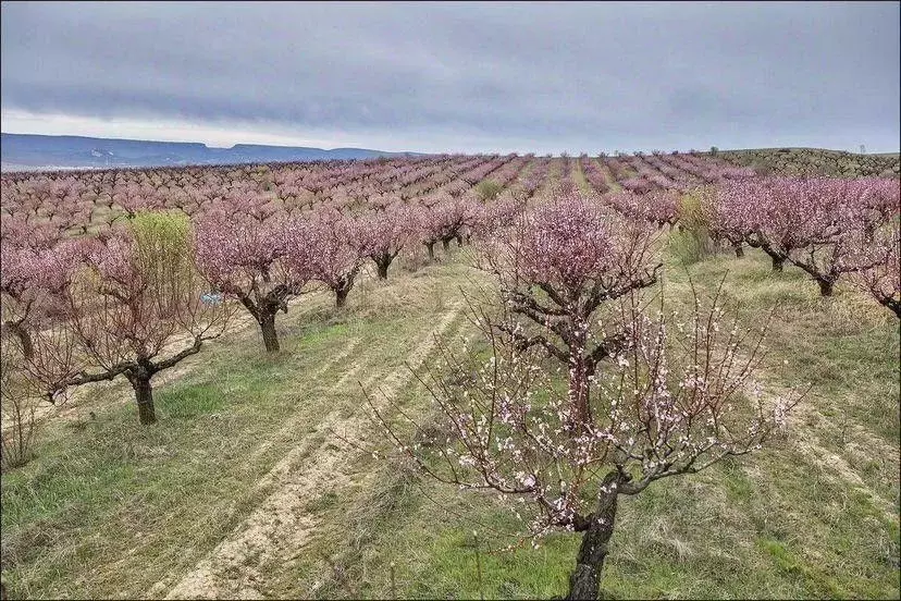 Участок в Крым, Бахчисарайский район, Долинненское с/пос, с. Новенькое ... - Фото 1