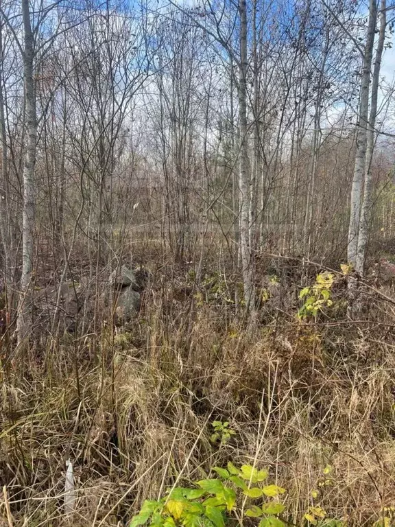 Участок в Ленинградская область, Выборг проезд Храбрый (15.0 сот.) - Фото 1