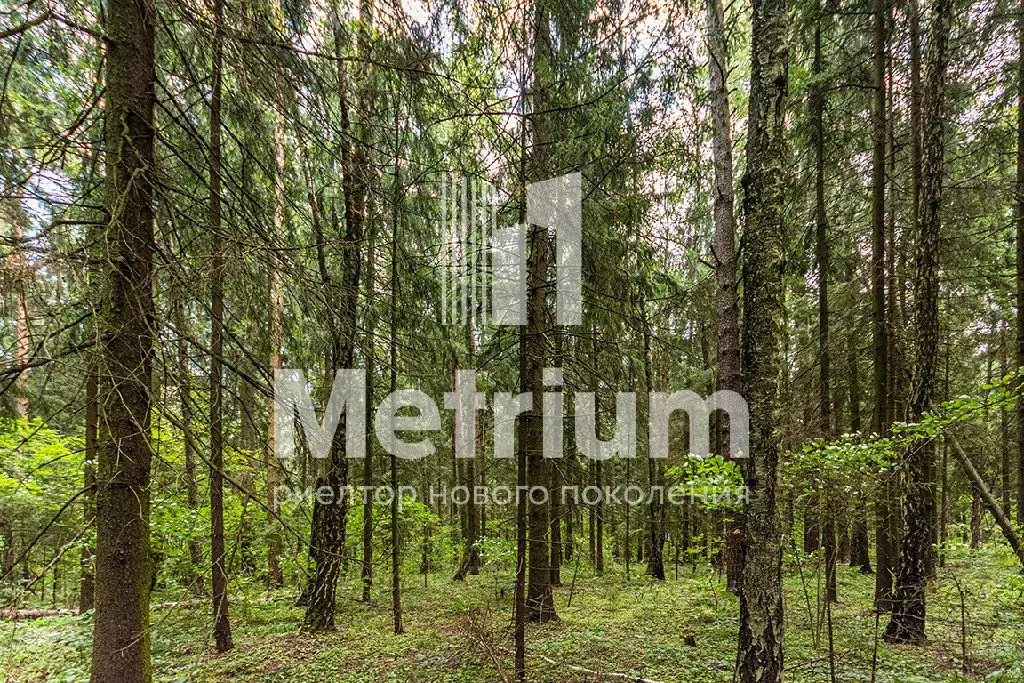 Продается участок в пос. Сосновый Бор - Фото 2