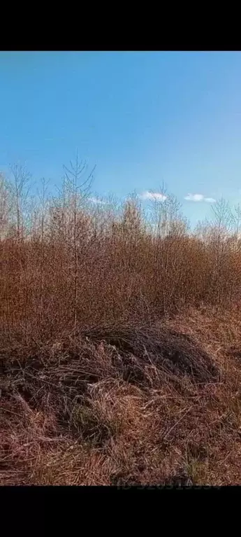 Участок в Новгородская область, Новгородский район, Савинское с/пос, ... - Фото 1