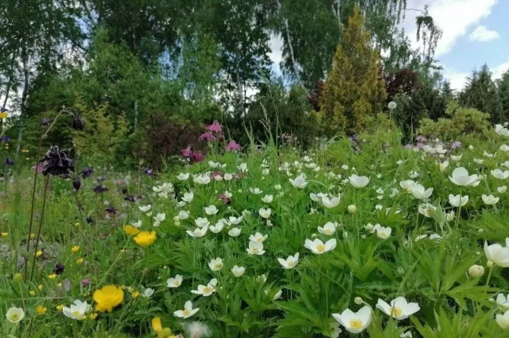 Участок в Нижегородская область, Нижний Новгород д. Анкудиновка, ... - Фото 1