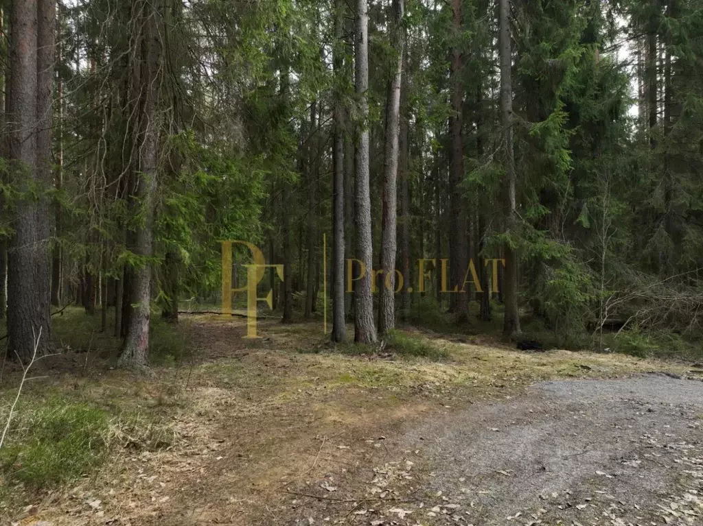 Участок в Ленинградская область, Всеволожский район, Куйвозовское ... - Фото 2