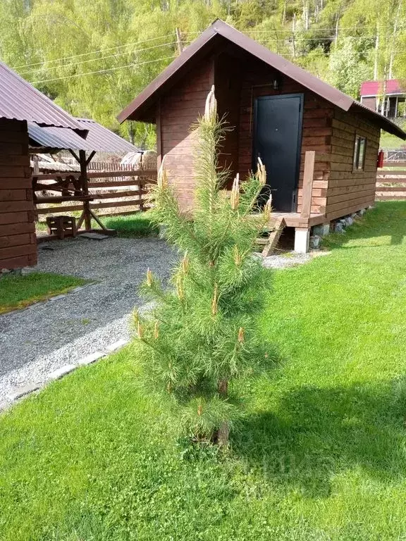 Дом в Алтайский край, Алтайский район, Айский сельсовет, с. Ая ул. ... - Фото 2