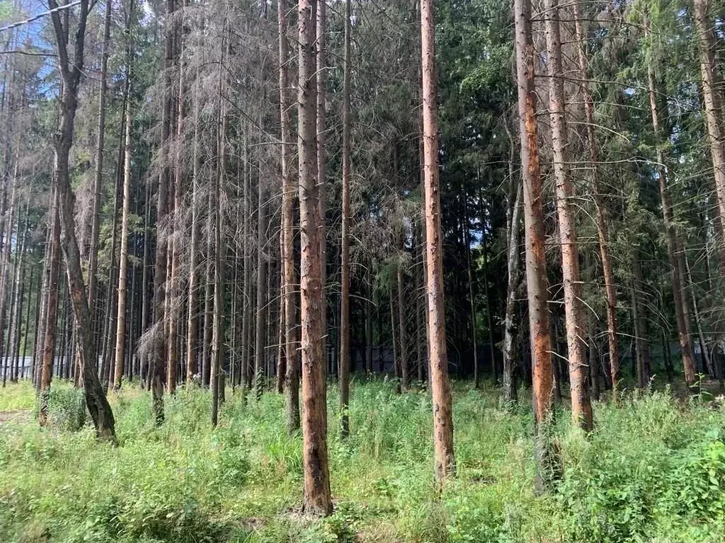 Участок в Московская область, Химки Новогорск Лес ТСН,  (17.5 сот.) - Фото 1