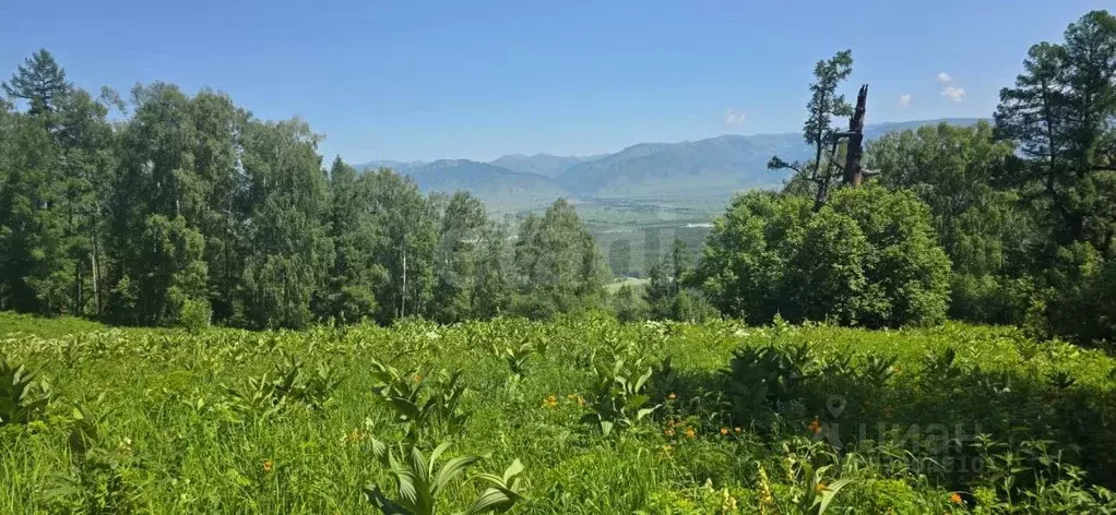 Участок в Алтай, Усть-Коксинский район, с. Усть-Кокса  (440.0 сот.) - Фото 1
