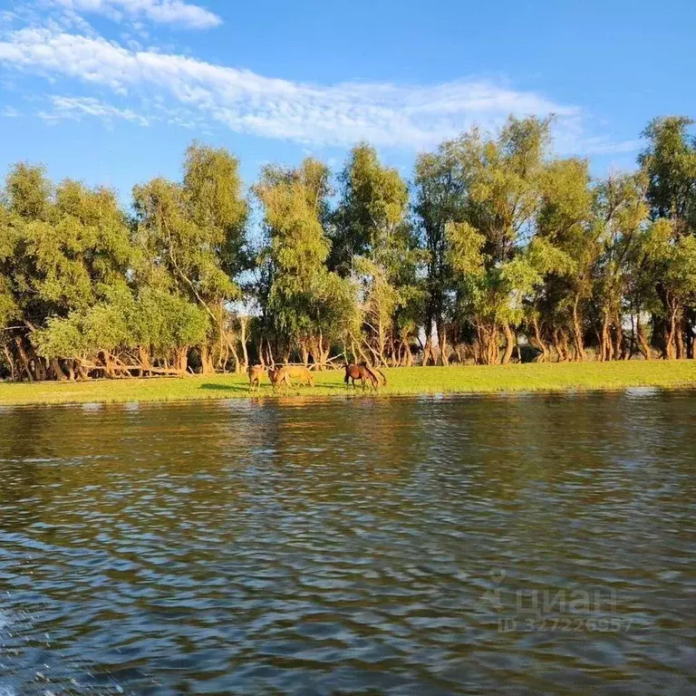 Дом в Астраханская область, с. Енотаевка ул. Скворцова-Степанова (300 ... - Фото 1