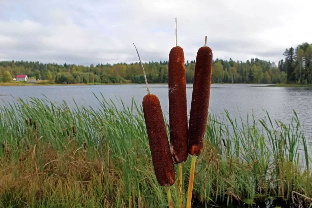 Участок в Карелия, Питкярантский район, Харлуское с/пос  (15.0 сот.) - Фото 1