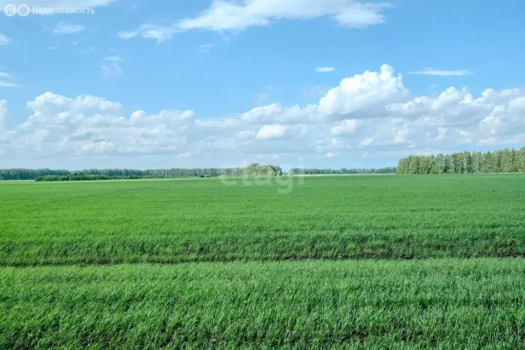 Участок в Ульяновская область, Старомайнский муниципальный округ, село ... - Фото 2