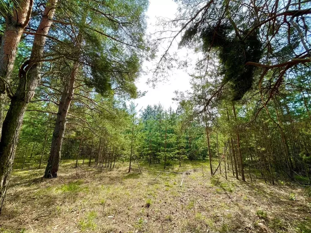 Участок в Воронежская область, Воронеж Шилово мкр,  (8.0 сот.) - Фото 1