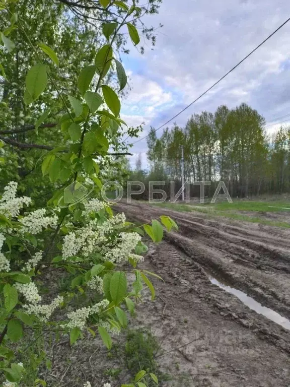 Участок в Тюменская область, Тюменский район, с. Борки  (8.0 сот.) - Фото 0