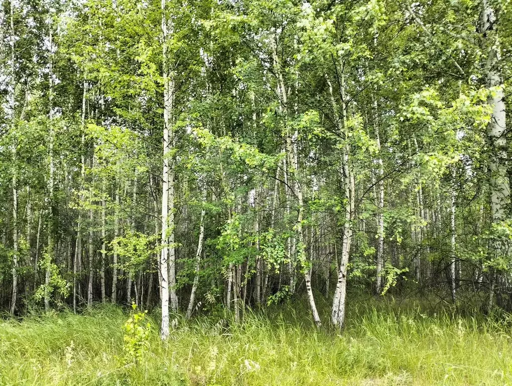 Участок 10 сот. (СНТ, ДНП) - Фото 0