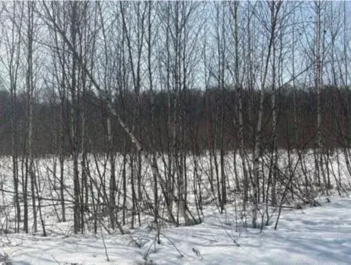 Участок в Московская область, Бронницы  (10.0 сот.) - Фото 1