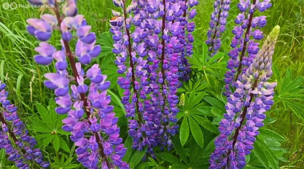 Дом в Выборгский район, Первомайское сельское поселение, посёлок ... - Фото 1