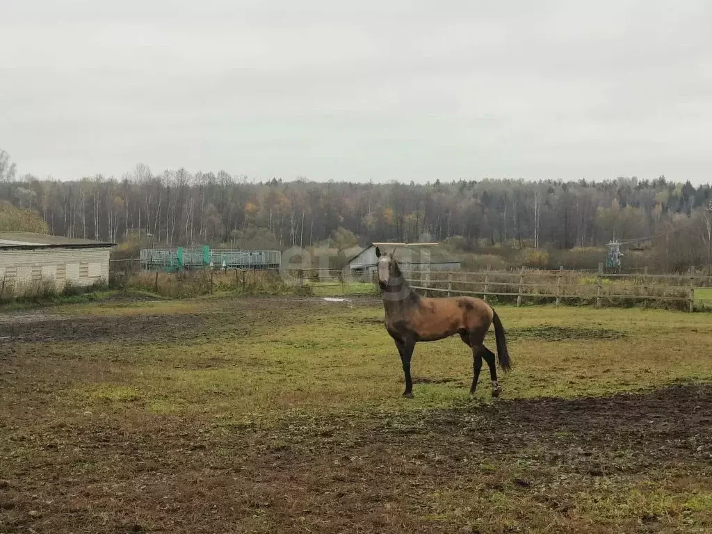 Дом в Владимирская область, Покров городской округ, д. Крюки ул. ... - Фото 1