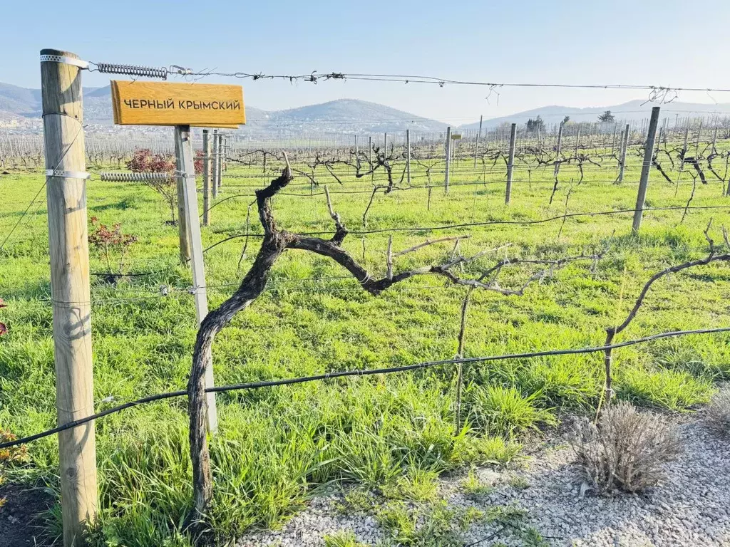 Участок в Севастополь с. Верхнесадовое, ул. Севастопольская, 64 (500.0 ... - Фото 1
