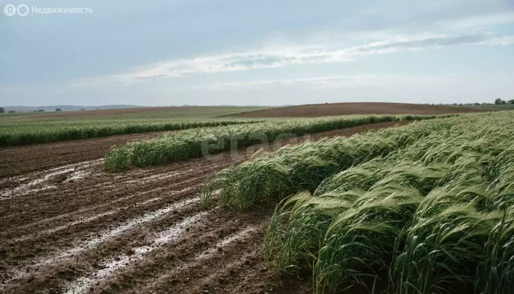 Участок в Ярославский муниципальный округ, деревня Ляпино (113 м) - Фото 1