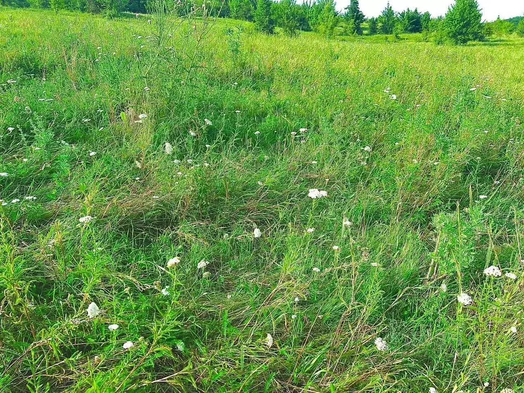 Участок в Московская область, Талдомский городской округ, д. Князчино  ... - Фото 2