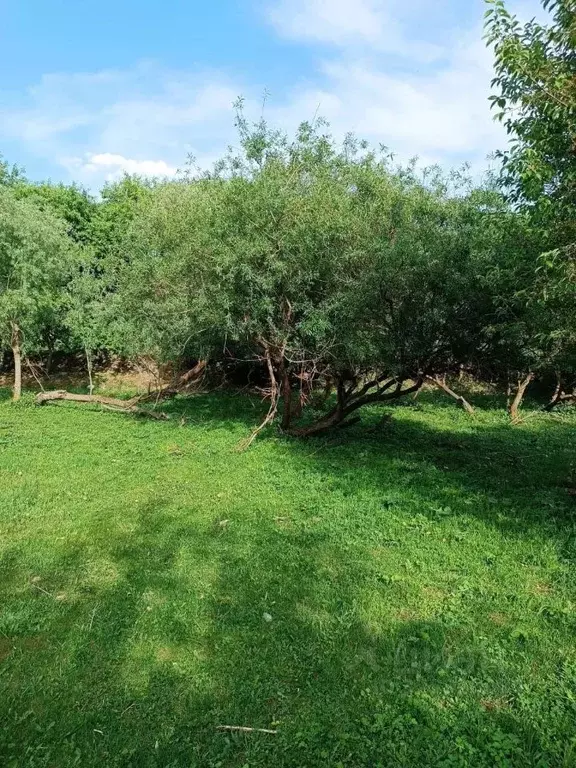 Участок в Алтай, Чемальский район, Элекмонарское с/пос, с. Элекмонар  ... - Фото 2