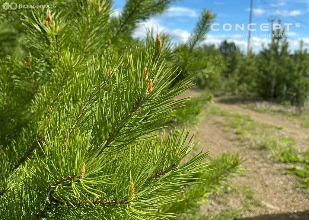 Участок в Свердловская область, Сысертский муниципальный округ, ... - Фото 0