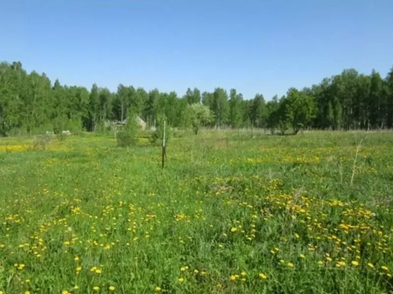 Участок в Новосибирская область, Новосибирский район, Станционный ... - Фото 1