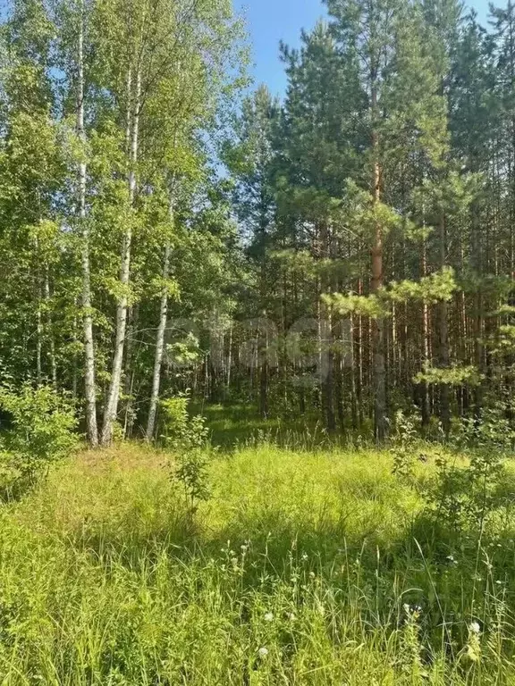 Участок в Свердловская область, Кировградский муниципальный округ, ... - Фото 1