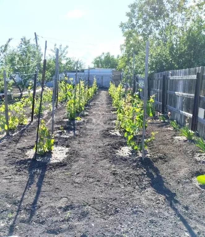 Участок в Волгоградская область, Волжский Здоровье Химика СНТ, ул. ... - Фото 2