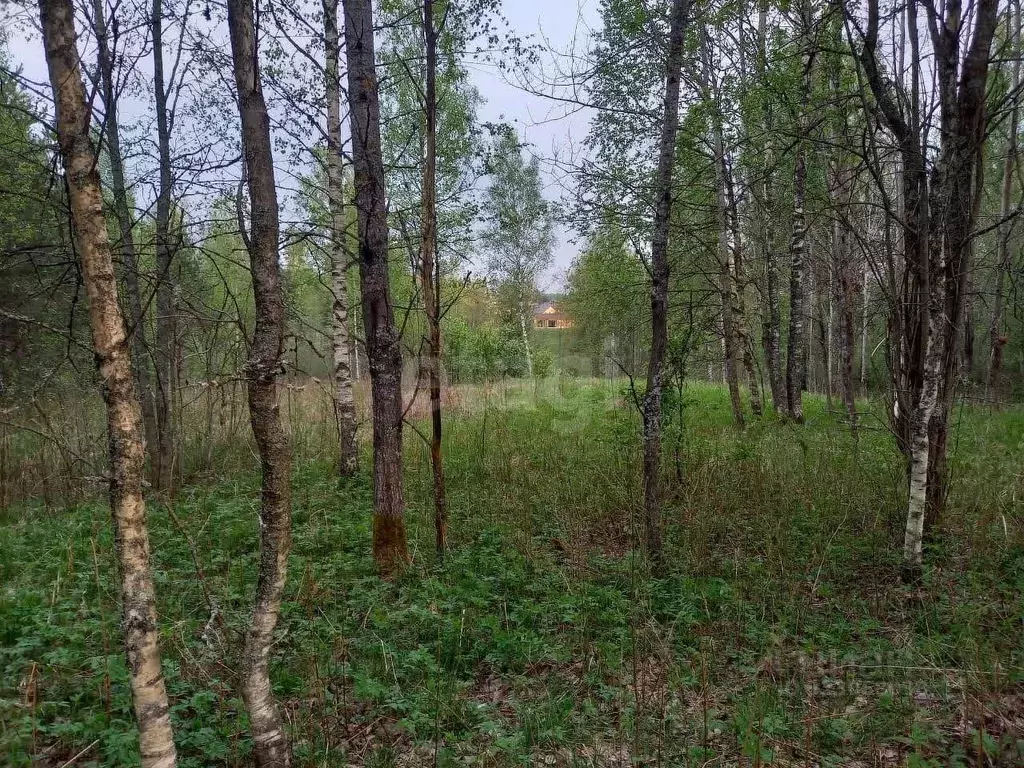 Участок в Ленинградская область, Всеволожский район, Куйвозовское ... - Фото 1