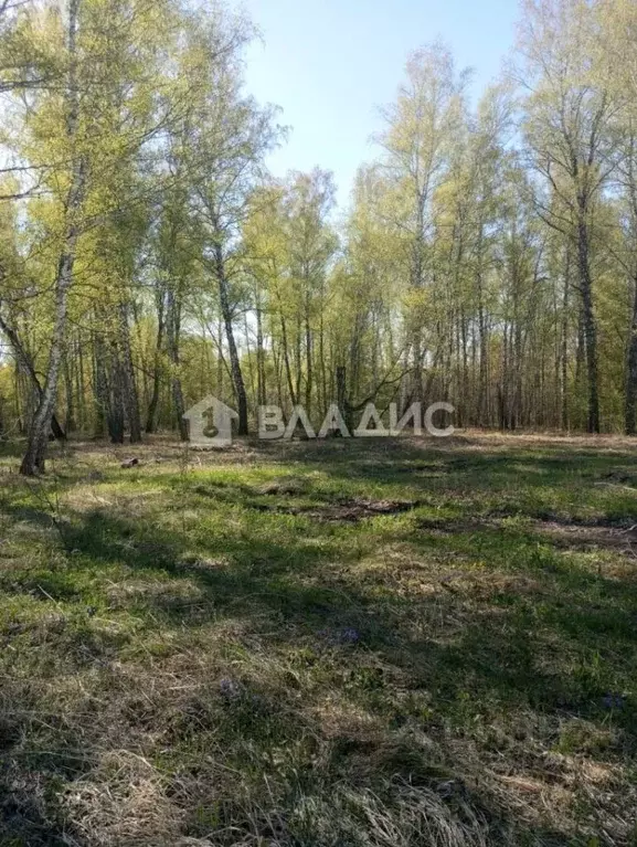 Участок в Новосибирская область, Новосибирский район, Барышевский ... - Фото 0