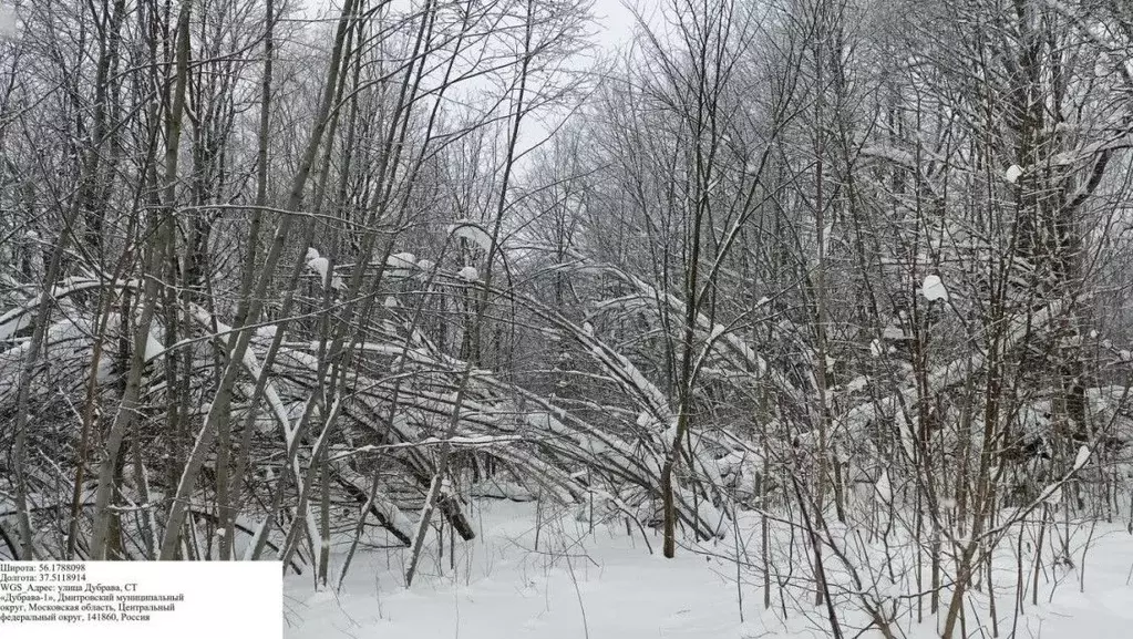 Участок в Московская область, Дмитровский муниципальный округ, Икша ... - Фото 2