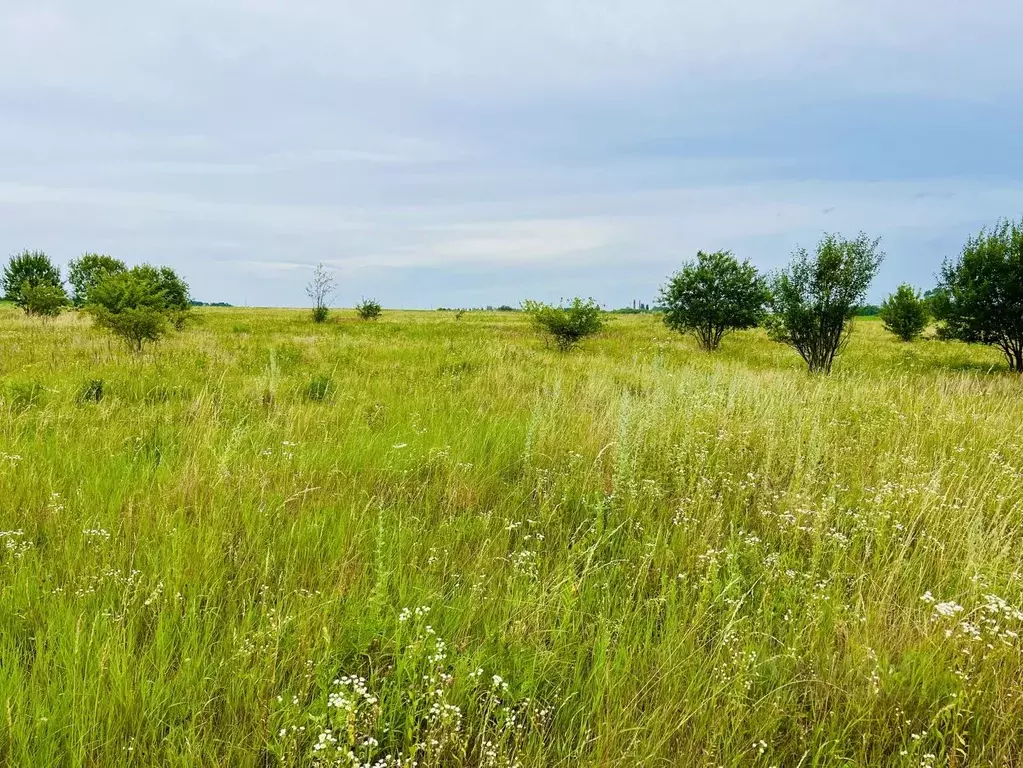 Участок в Курская область, Курский район, Щетинский сельсовет, Саблин ... - Фото 0