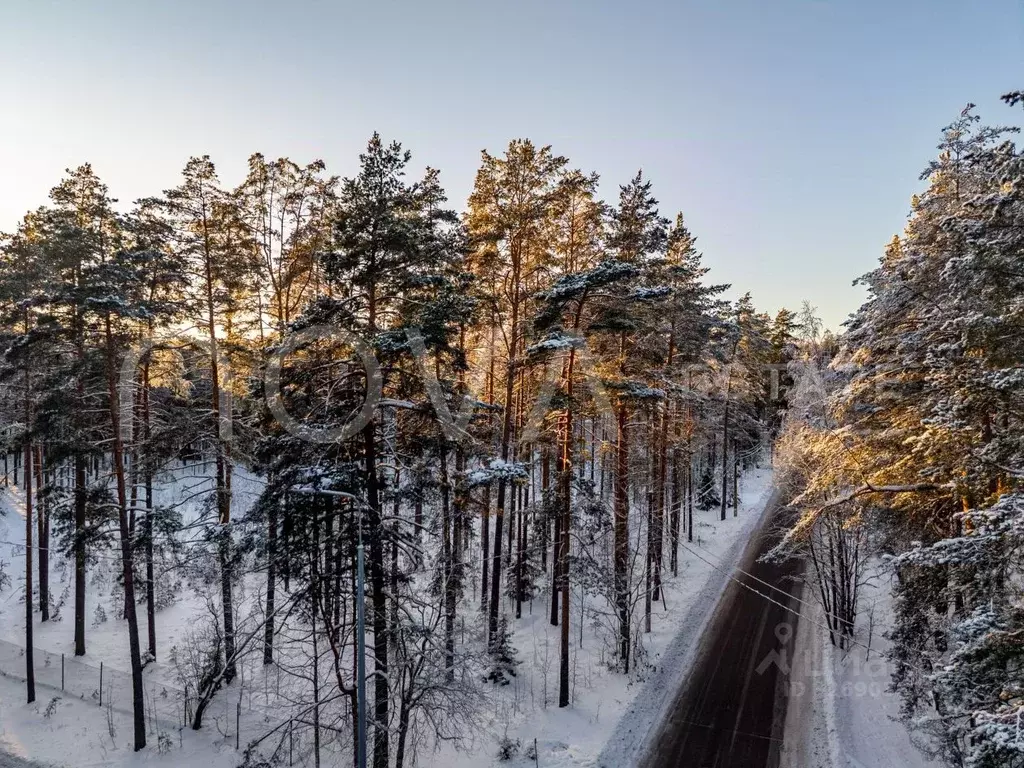 Участок в Санкт-Петербург пос. Комарово, просп. Лесной (120.0 сот.) - Фото 2