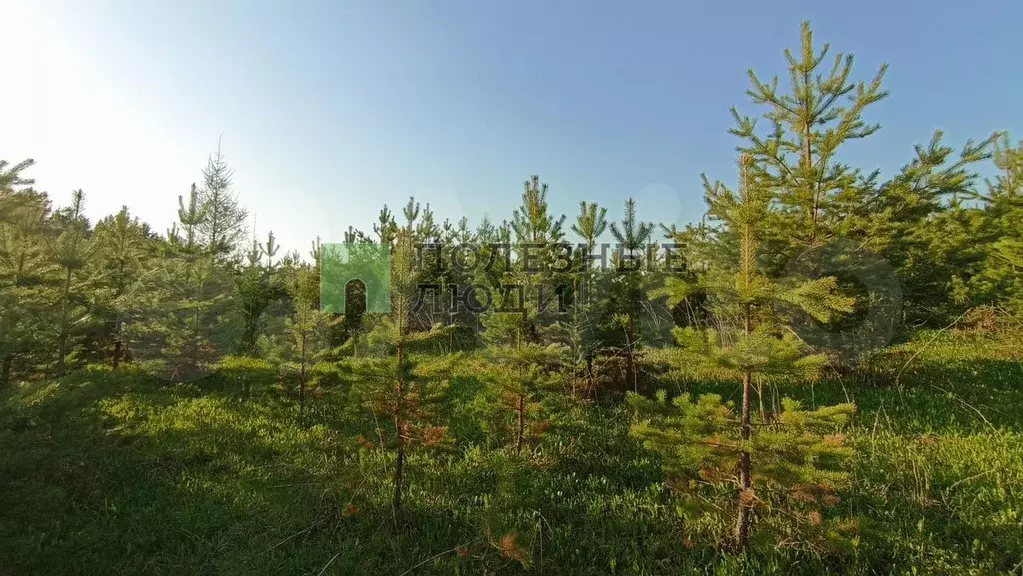 Участок 7,5 сот. (ИЖС) - Фото 0