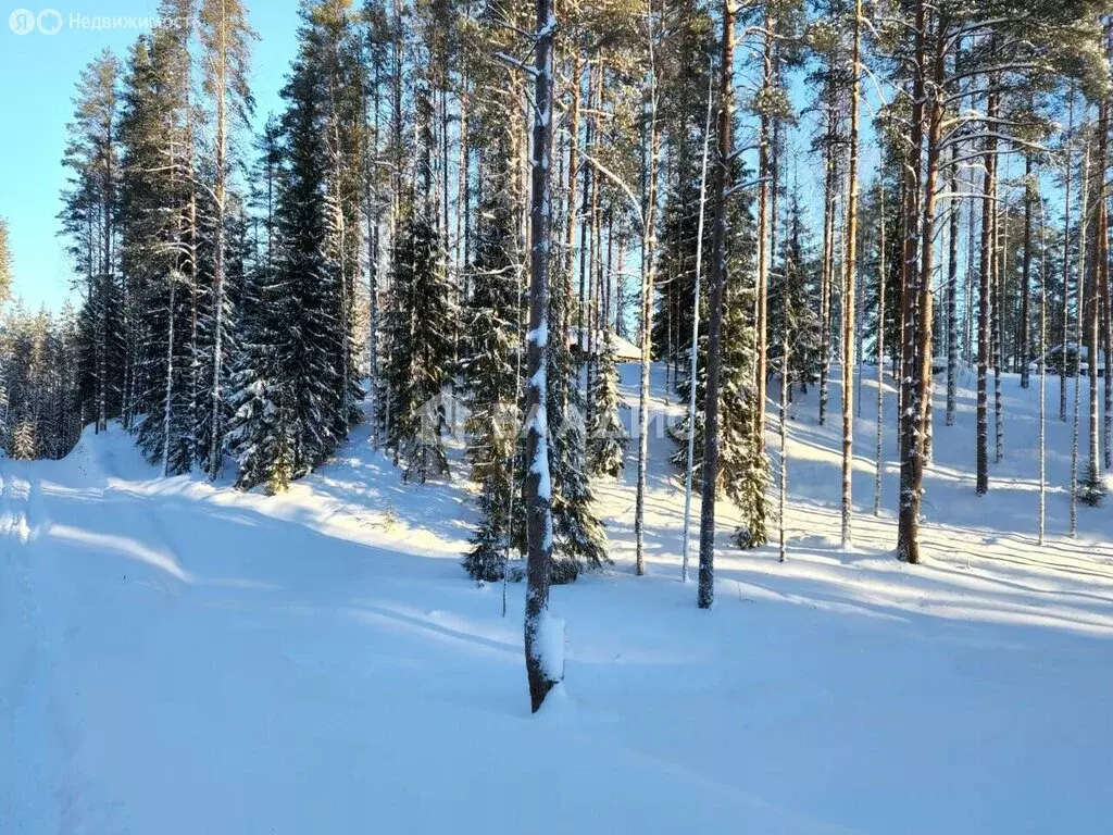 Участок в Куйвозовское сельское поселение, КП Белкино (8.92 м) - Фото 2