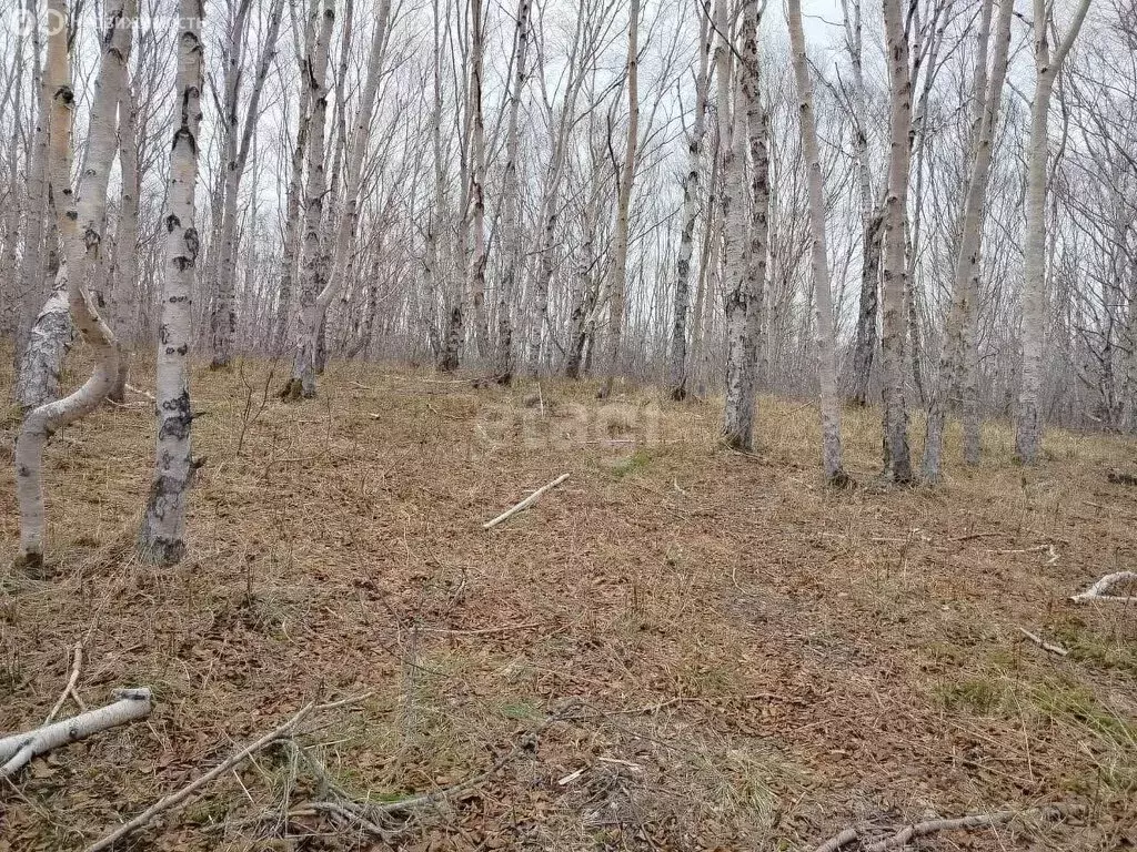 Участок в Елизовский район, Пионерское сельское поселение, посёлок ... - Фото 0